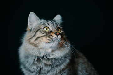 Portrait of a young striped fluffy cat close-up on black background