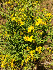 Hypericum flowers (Hypericum perforatum or St John's wort) on the meadow , selective focus on some flowers
