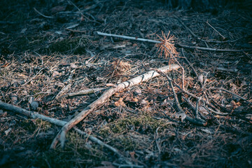 Beautiful wild eco environment near the city