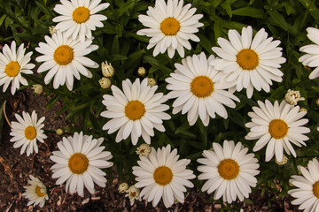 Fototapeta premium Top down view of Oxeye daisy blossoms and opening buds growing in the flower garden