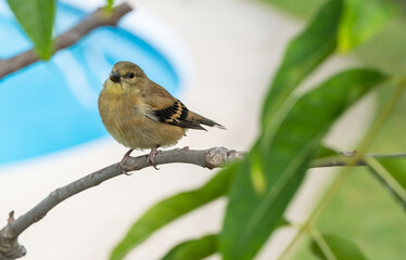 A Juvenile Goldfinch Perched on a Branch With a Swimming Pool in the Background