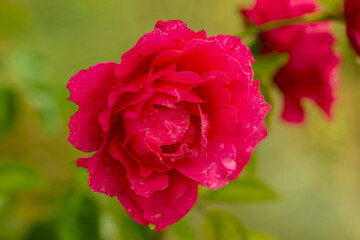 Garden red rose flower on background of green grass. flowers. Amazing red rose. Soft selective focus.