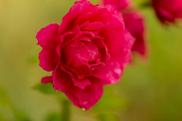 Garden Pink rose flower with water drops on green grass background. flowers. Amazing red rose. Soft selective focus