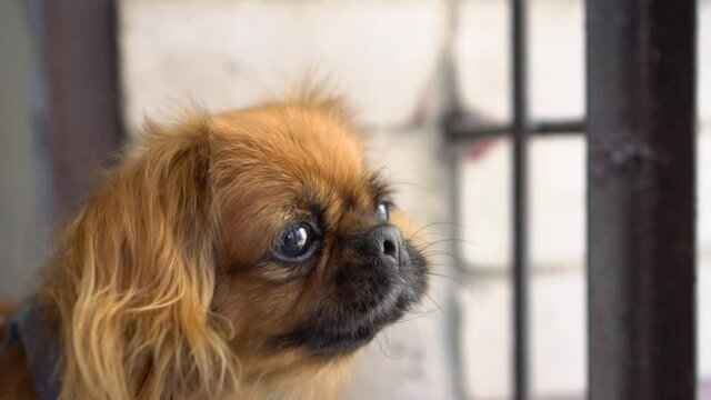 A red-haired Pekingese dog looks to the side and barks. The wind ripples the dog's fur. Slow motion.