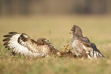 Common buzzard (Buteo buteo) in fight