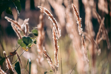 Beautiful wild eco environment near the city