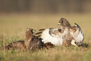 Common buzzard (Buteo buteo) in fight