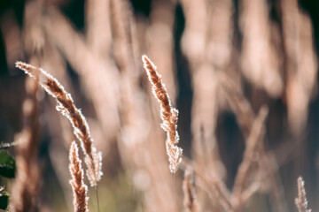 Beautiful wild eco environment near the city