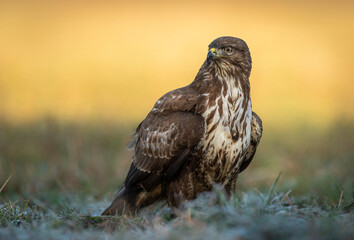 Common buzzard (Buteo buteo) in fight