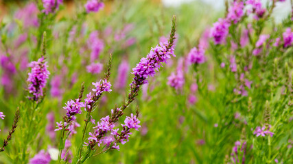 Flowers Ivan Tea - medicinal plant closeup. Macro. Soft selective focus