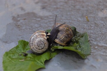 a snail passed through the garden after a heavy rain