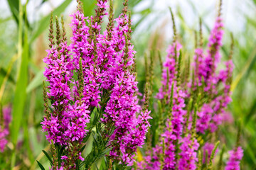 Flowers Ivan Tea - medicinal plant closeup. Macro. Soft selective focus