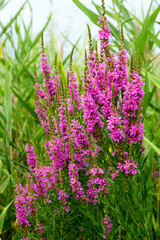 Obraz premium Flowers Ivan Tea - medicinal plant closeup. Macro. Soft selective focus