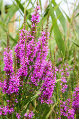 Obraz premium Flowers Ivan Tea - medicinal plant closeup. Macro. Soft selective focus