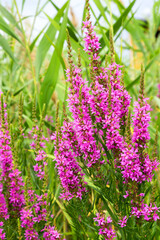 Flowers Ivan Tea - medicinal plant closeup. Macro. Soft selective focus