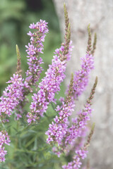 Flowers Ivan Tea - medicinal plant closeup. Macro. Soft selective focus