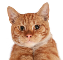 Ginger cat muzzle isolated on white background