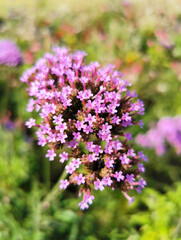 Pink flowers bloom in autumn in sunny weather