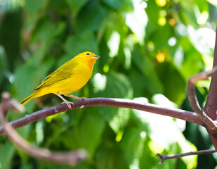 Canary on a branch of a tree surrounded by trees on a sunny summer morning.