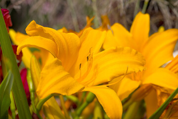 Garden yellow lily