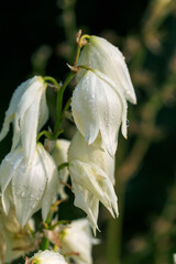 White flowers of yucca plant