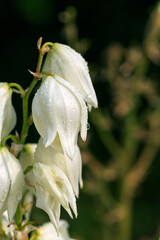 White flowers of yucca plant