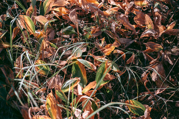 Beautiful wild eco environment near the city