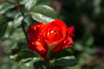 Garden red rose flower on background of green grass. flowers. Amazing red rose. Soft selective focus.