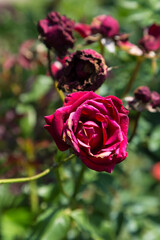 Garden red rose flower on background of green grass. flowers. Amazing red rose. Soft selective focus.