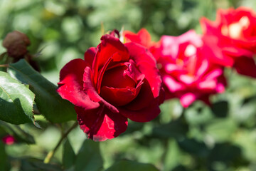 Garden red rose flower on background of green grass. flowers. Amazing red rose. Soft selective focus.