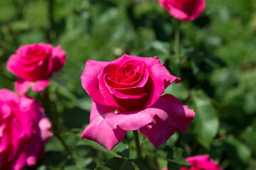 Garden red rose flower on background of green grass. flowers. Amazing red rose. Soft selective focus.