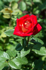 Garden red rose flower on background of green grass. flowers. Amazing red rose. Soft selective focus.
