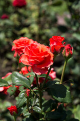 Garden red rose flower on background of green grass. flowers. Amazing red rose. Soft selective focus.