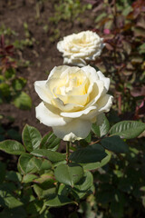 Garden rose flower on background of green grass. flowers. Amazing rose. Soft selective focus