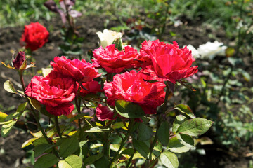 Garden red rose flower on background of green grass. flowers. Amazing red rose. Soft selective focus.