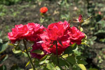 Garden red rose flower on background of green grass. flowers. Amazing red rose. Soft selective focus.