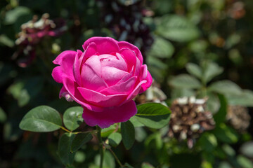 GGarden rose flower on background of green grass. flowers. Amazing rose. Soft selective focus