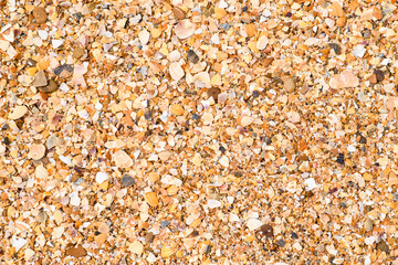 The seabed is made of small fragments of shells. View from above. Focusing on the center of the frame.