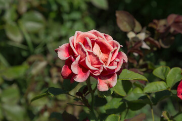 Garden red rose flower on background of green grass. flowers. Amazing red rose. Soft selective focus.