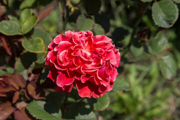 Garden red rose flower on background of green grass. flowers. Amazing red rose. Soft selective focus.