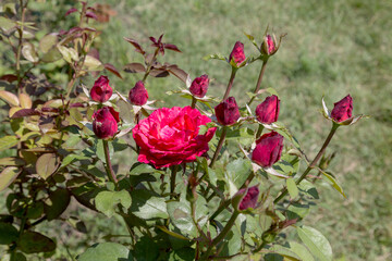 Garden red rose flower on background of green grass. flowers. Amazing red rose. Soft selective focus.