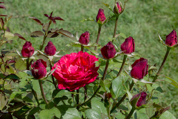 Garden red rose flower on background of green grass. flowers. Amazing red rose. Soft selective focus.