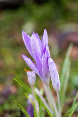 Fototapeta premium purple crocus flowers