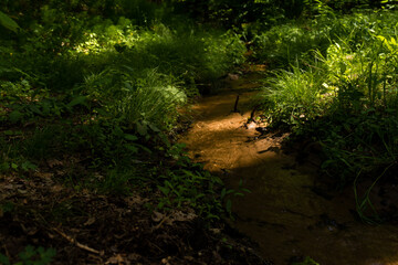 stream in the forest sunshine