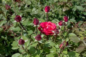 Garden red rose flower on background of green grass. flowers. Amazing red rose. Soft selective focus.