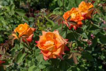 Garden orange rose flower on background of green grass. flowers. Amazing orange rose. Soft selective focus
