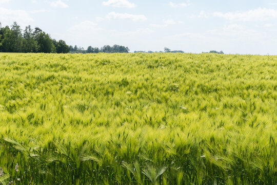 green crops field