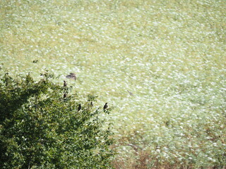 Birds in Tuscany Coutryside