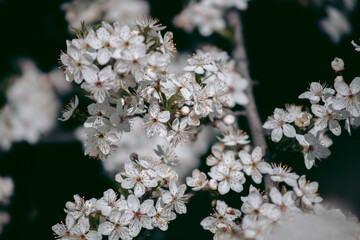 Beautiful wild eco environment near the city