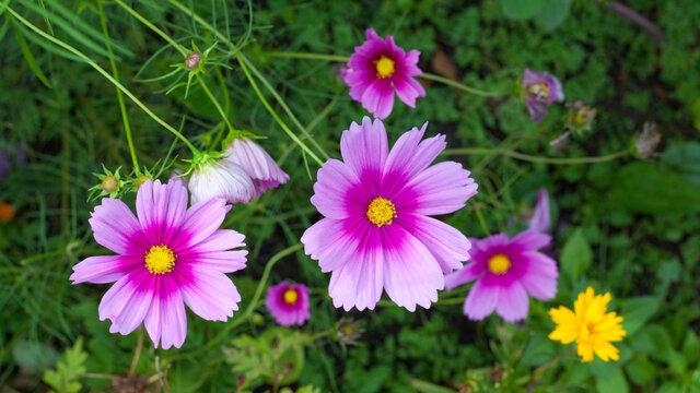 Pink purple kosmeya flowers on a meadow